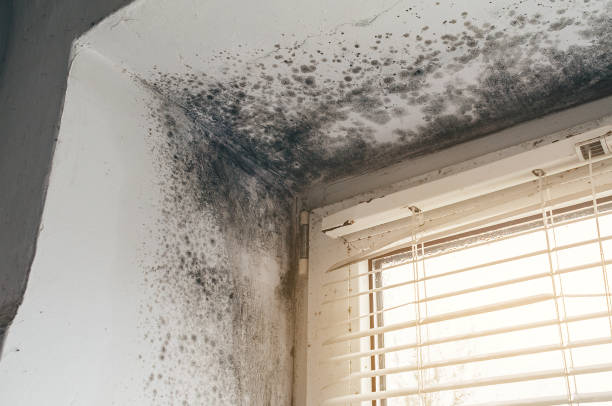 Affordable Mold Removal solutions in Carrollton, IL